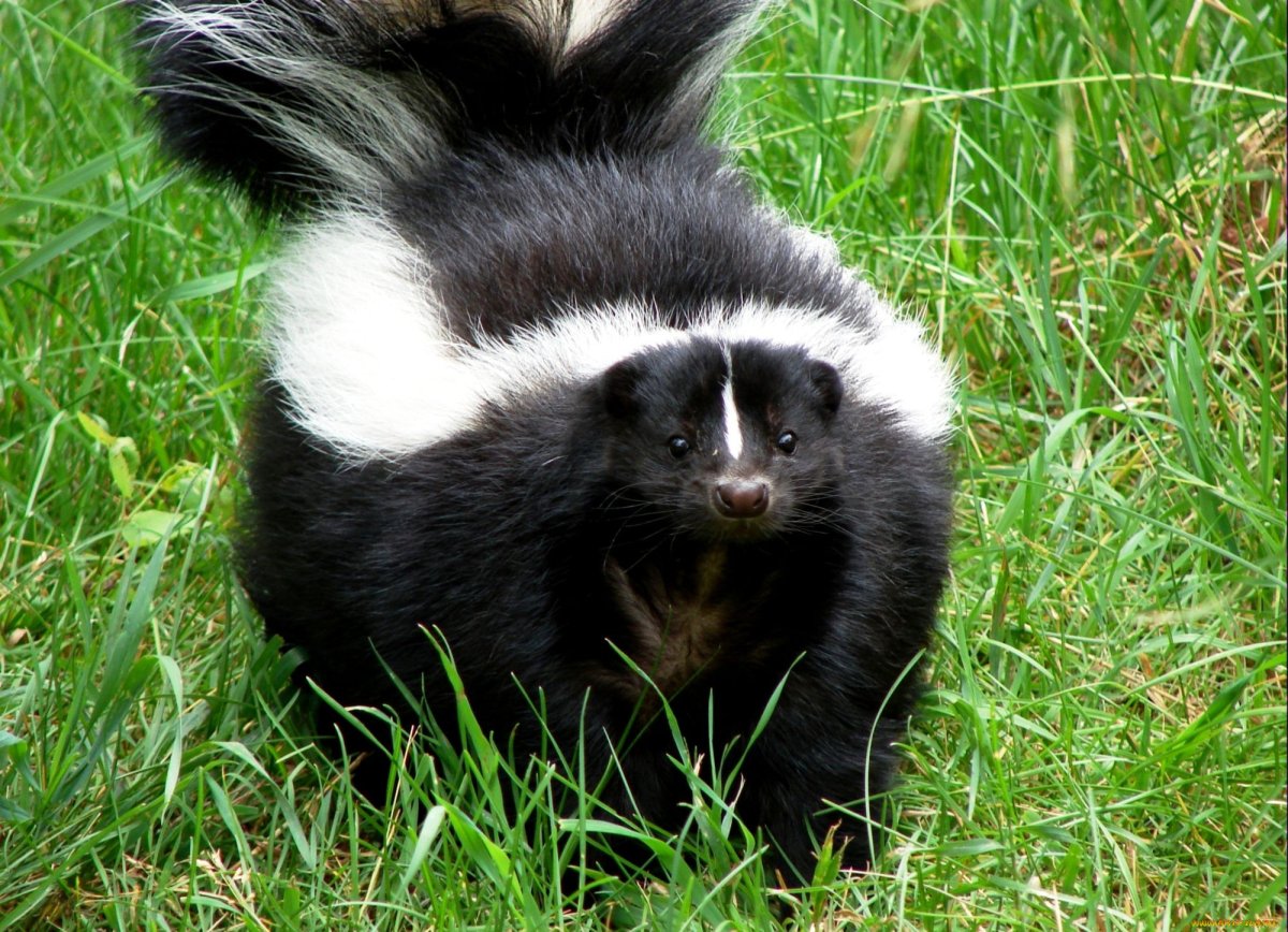 Скунс и барсук