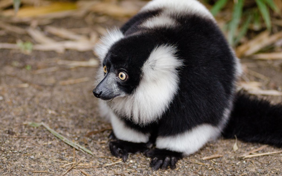 Карликовый лемур чёрный