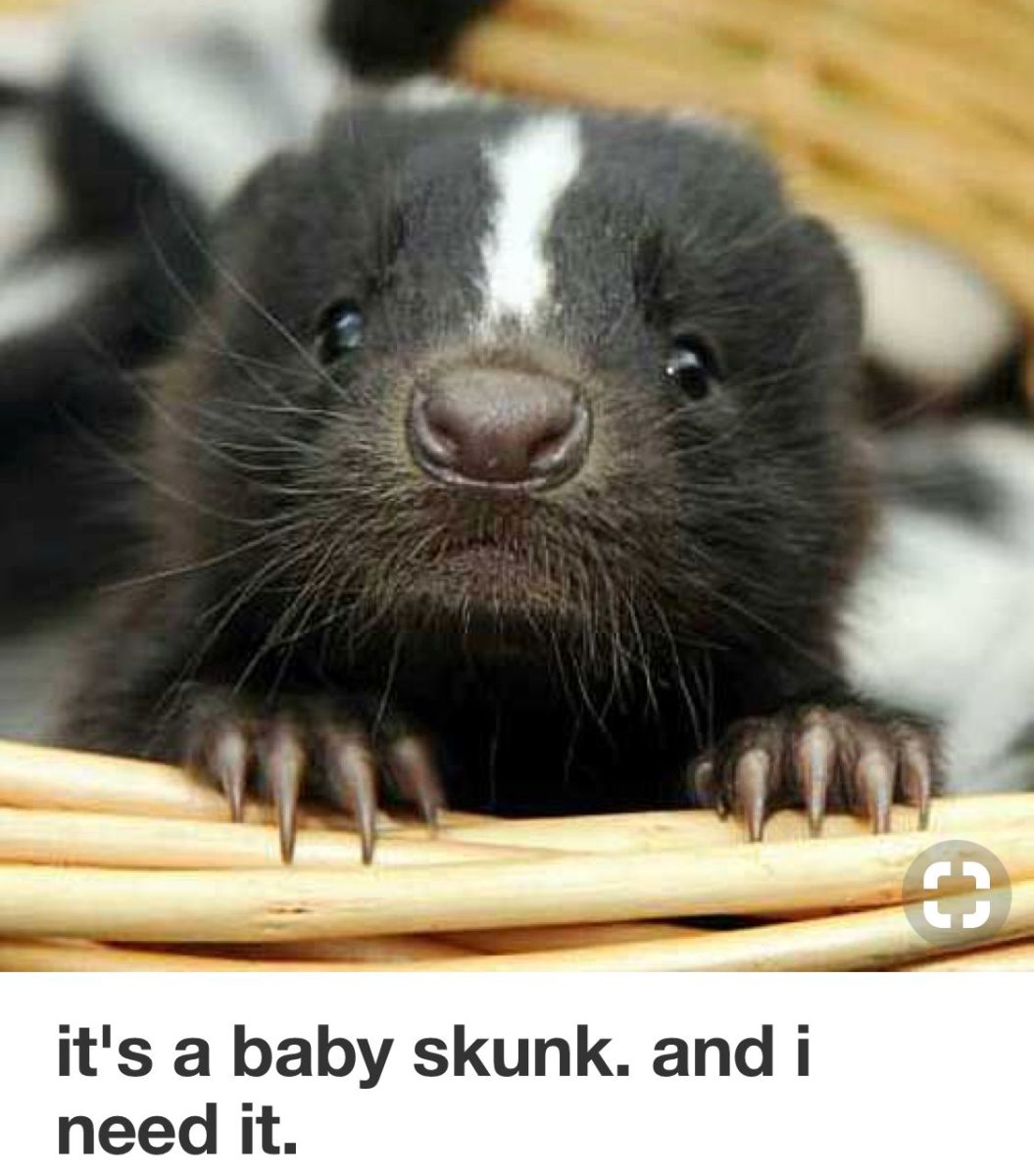 Маленький скунс