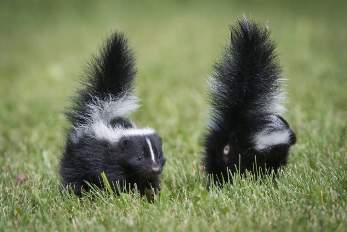 Полосатый скунс Северной Америки