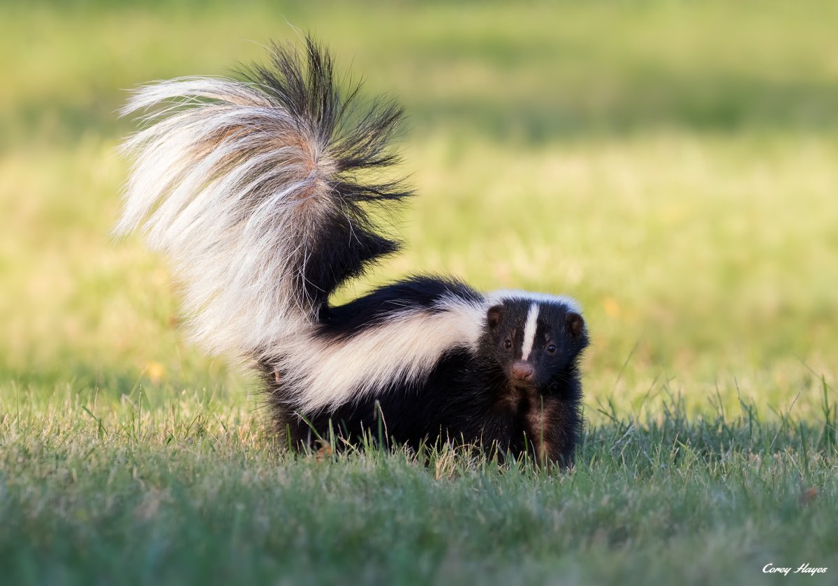 Полосатый скунс