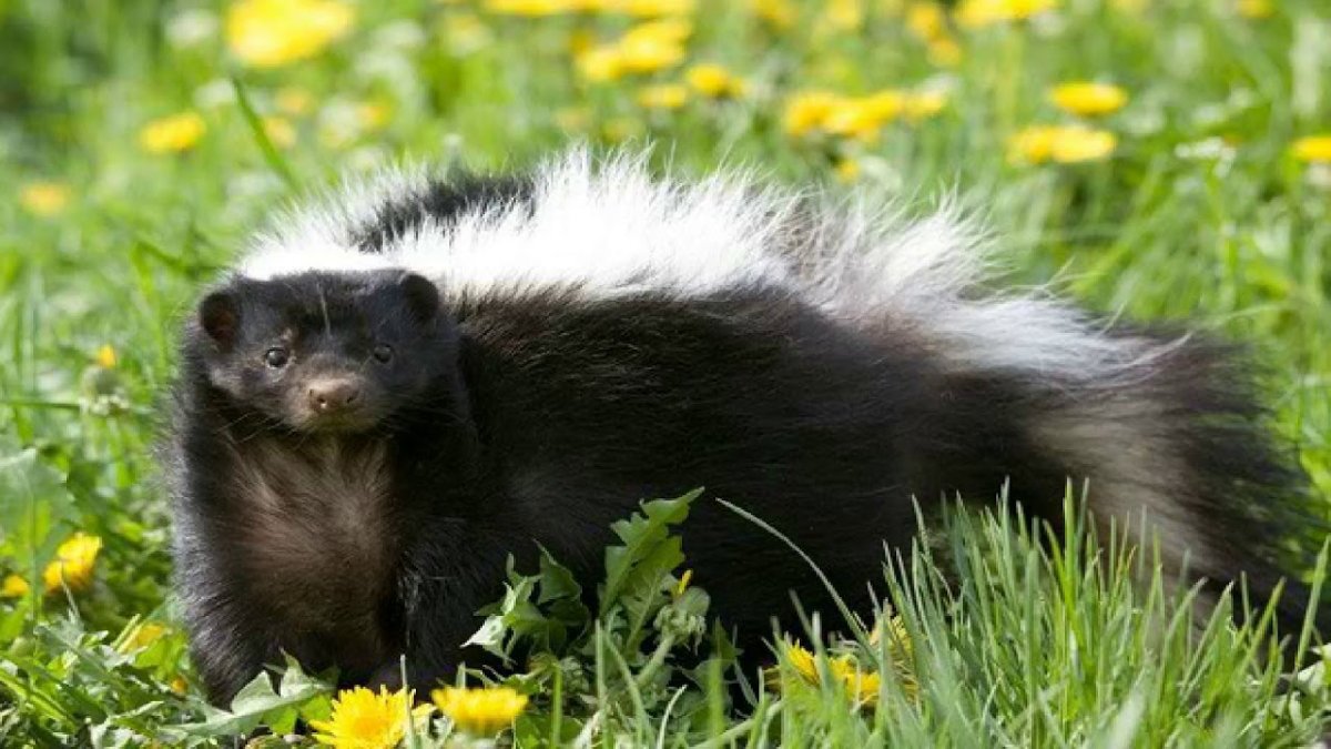 Полосатый скунс Северной Америки