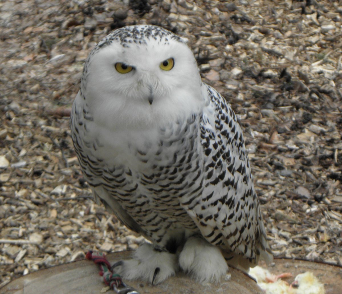 Белая Сова порода