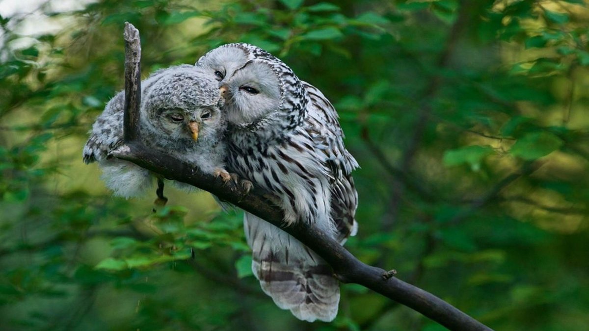 Длиннохвостая неясыть гнездо