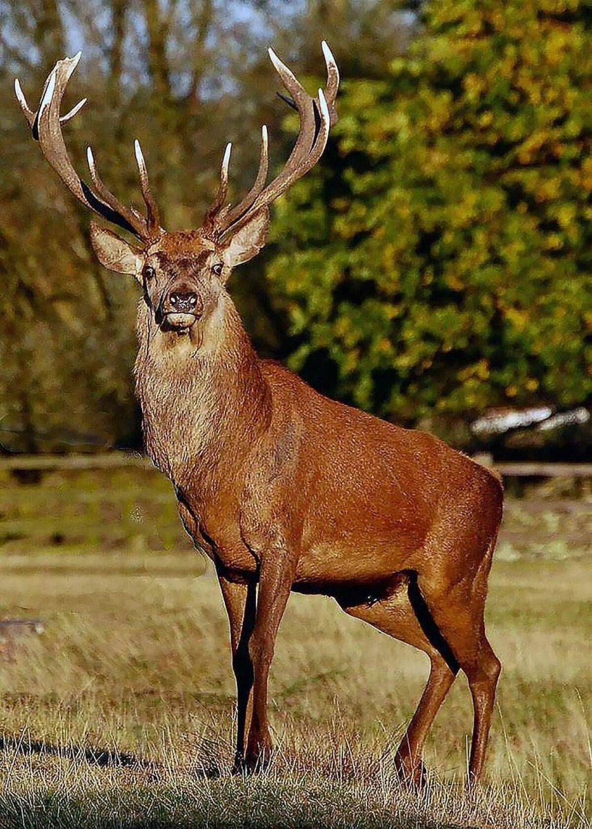 Благородный олень изюбрь