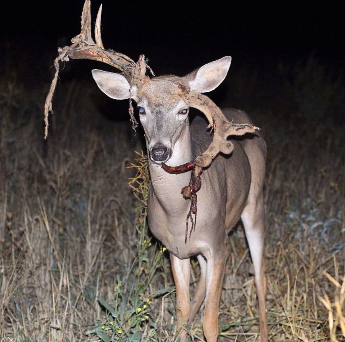 Самка оленя с рогами