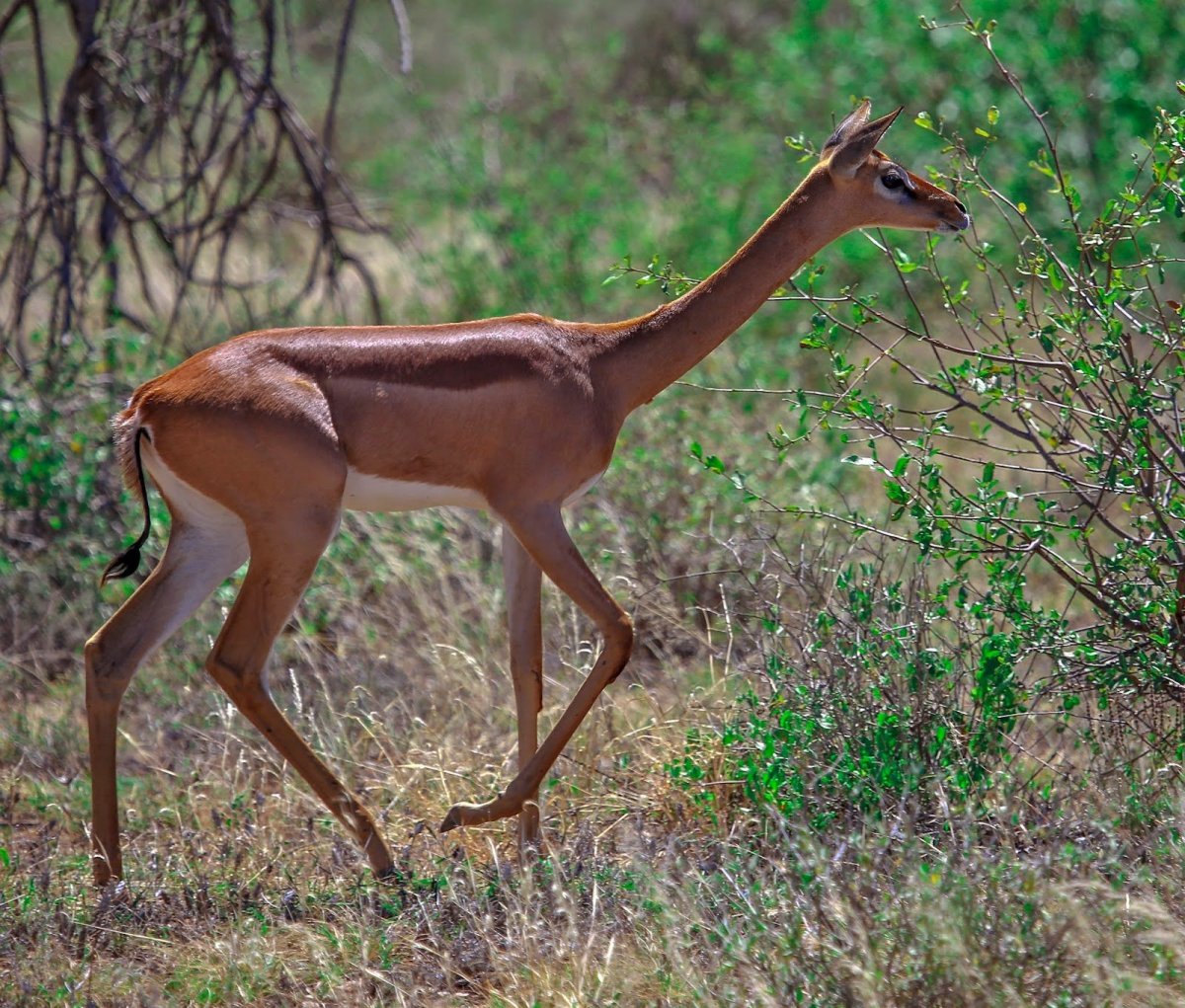 Антилопа геренук