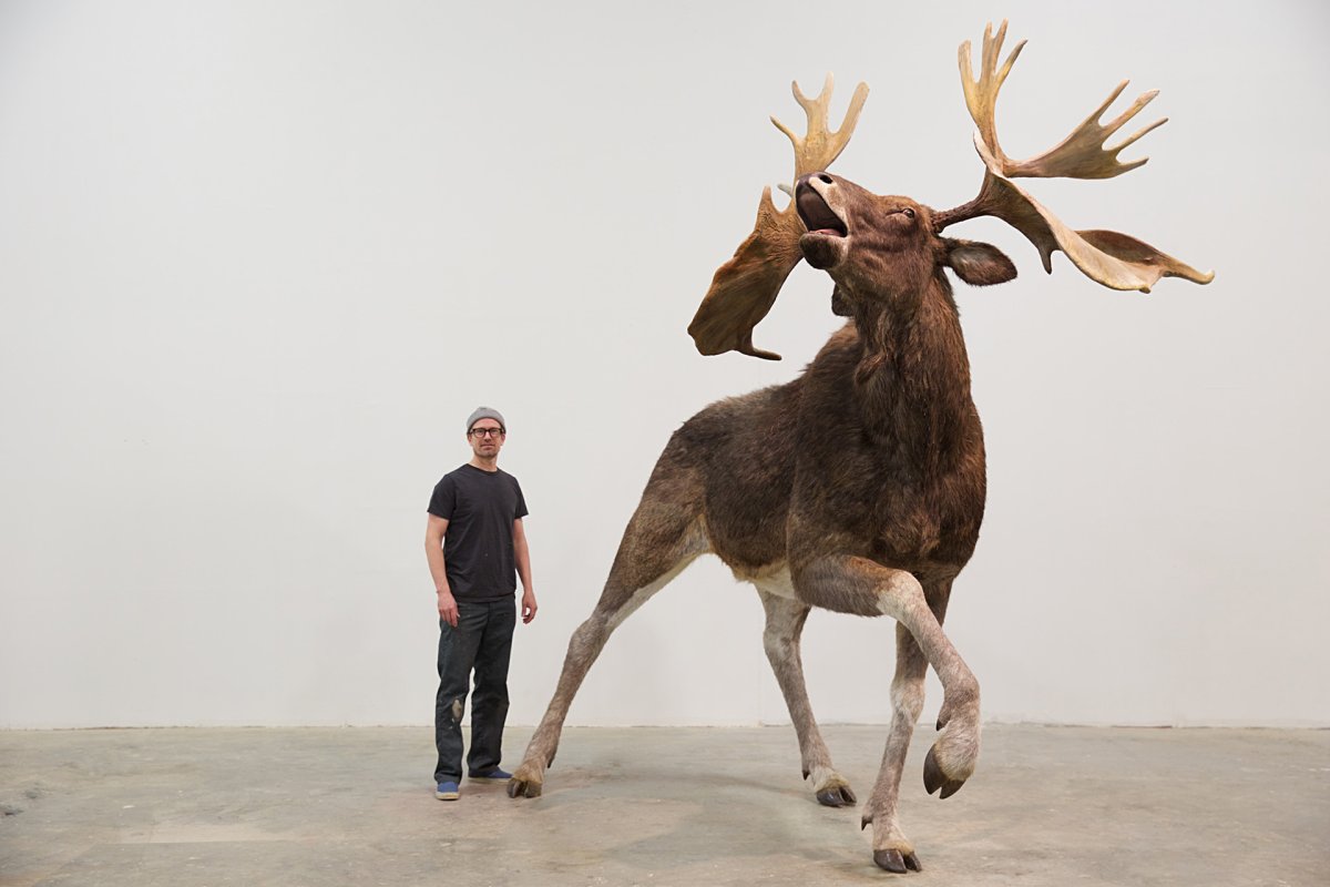 Европейский большерогий олень