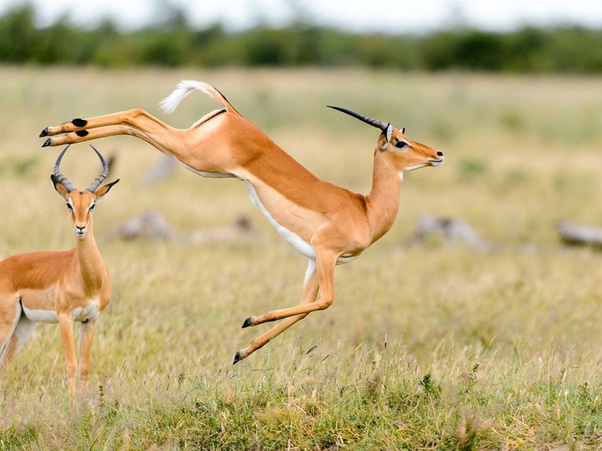 Антилопа Джейран