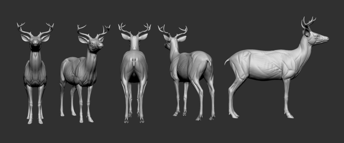Олень анатомия референс