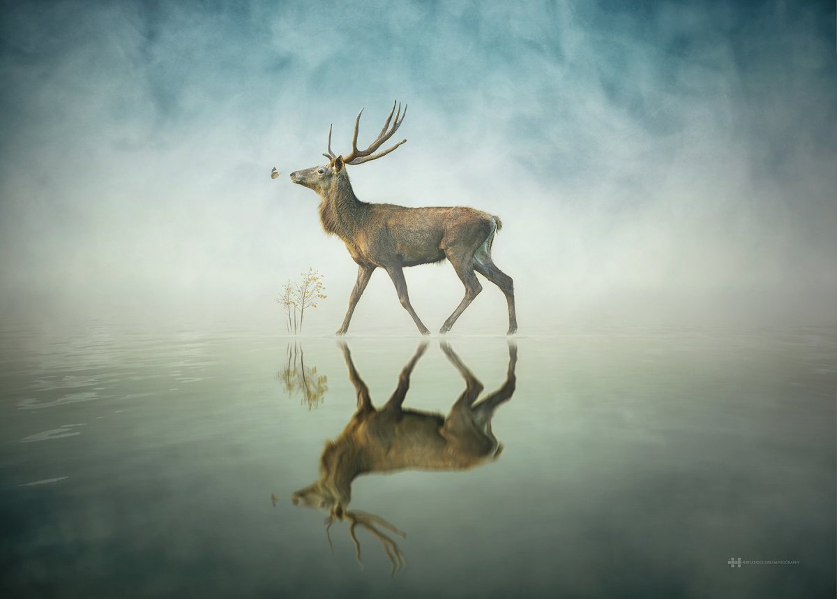 Северный олень фото