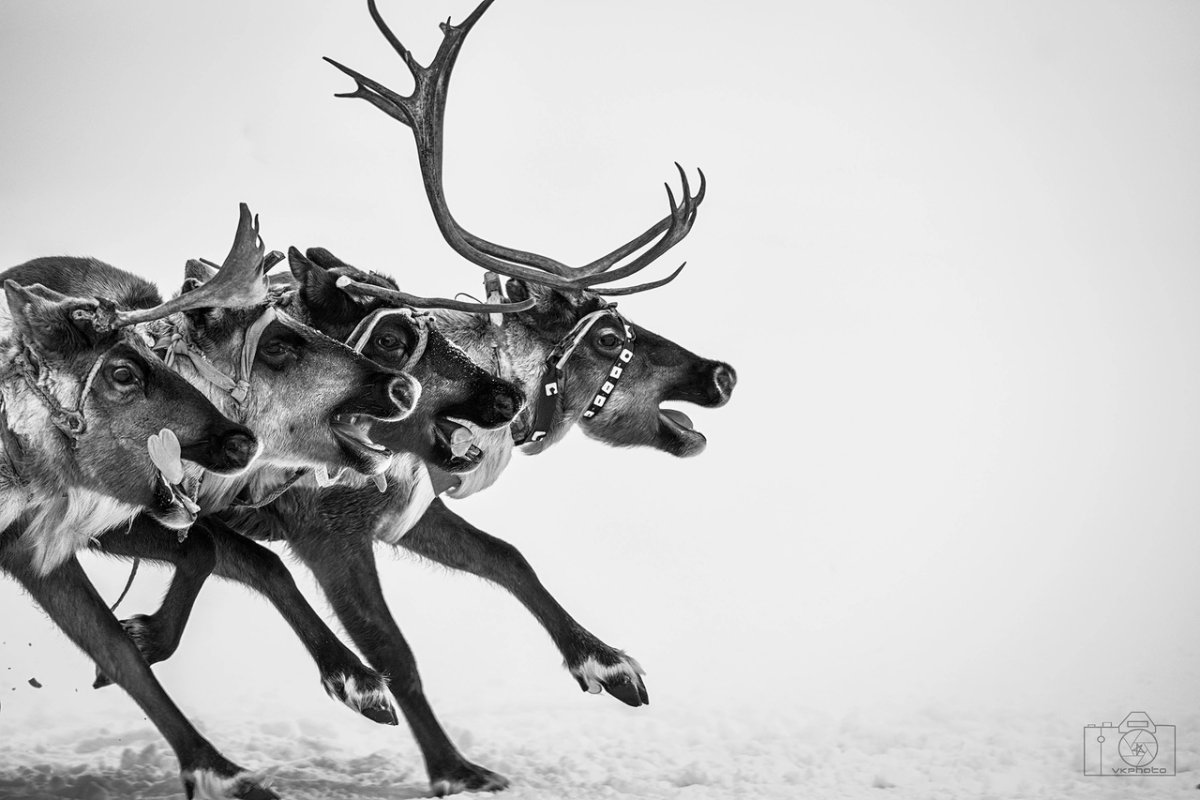 Гонки на оленях