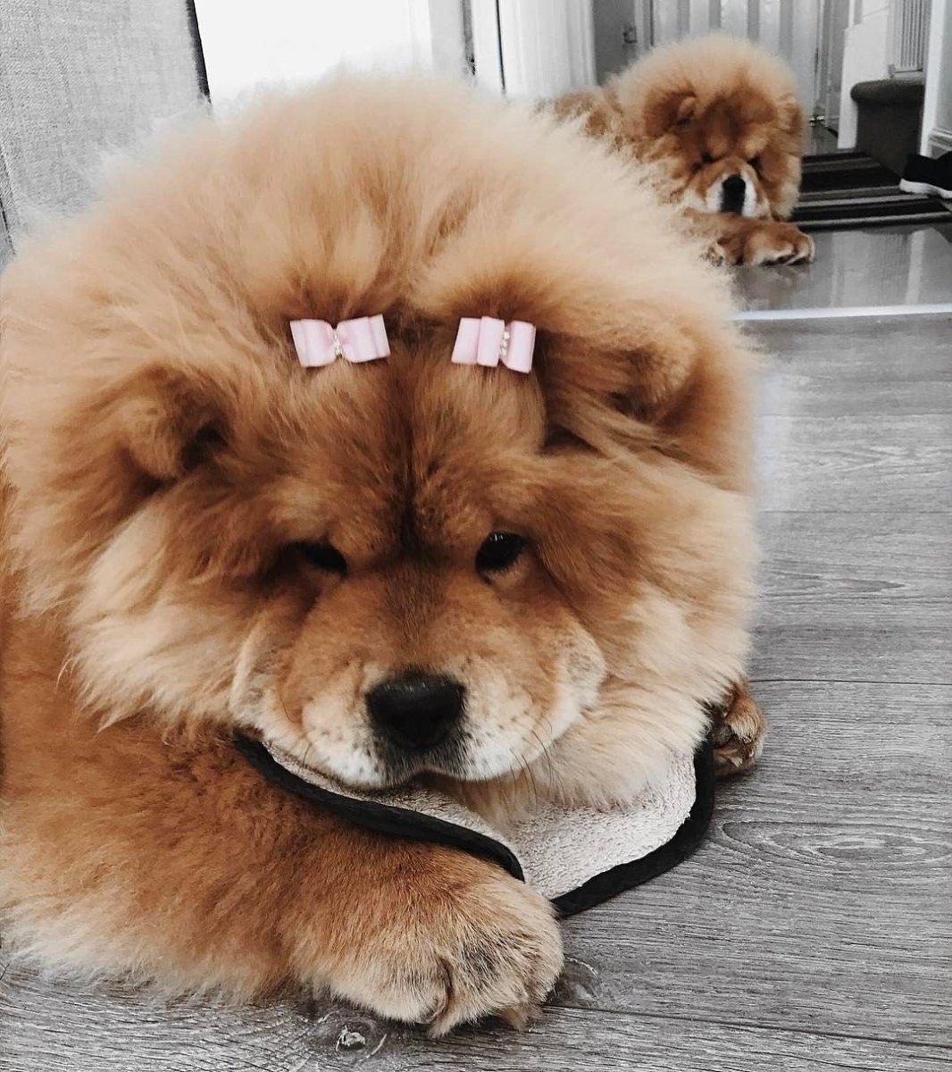 Чау чау пушистый