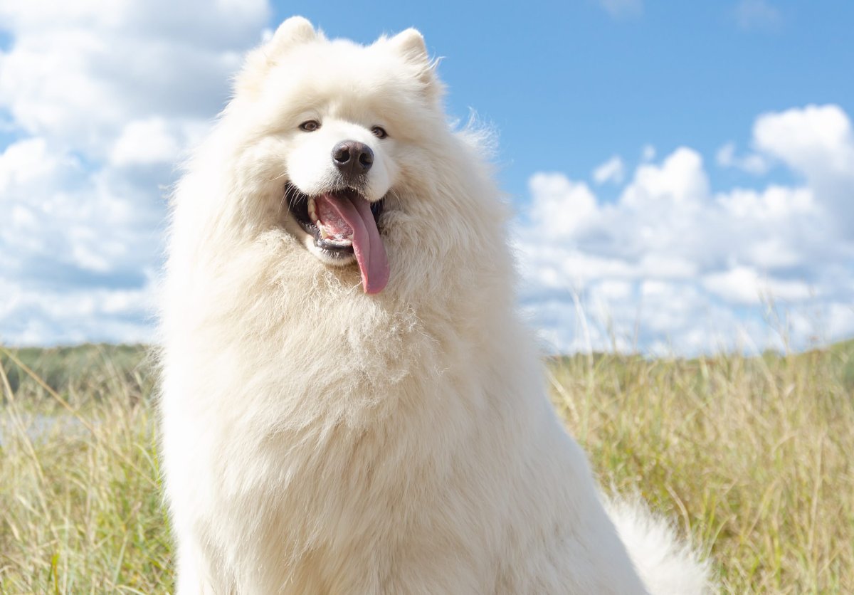 Большие белые пушистые собаки