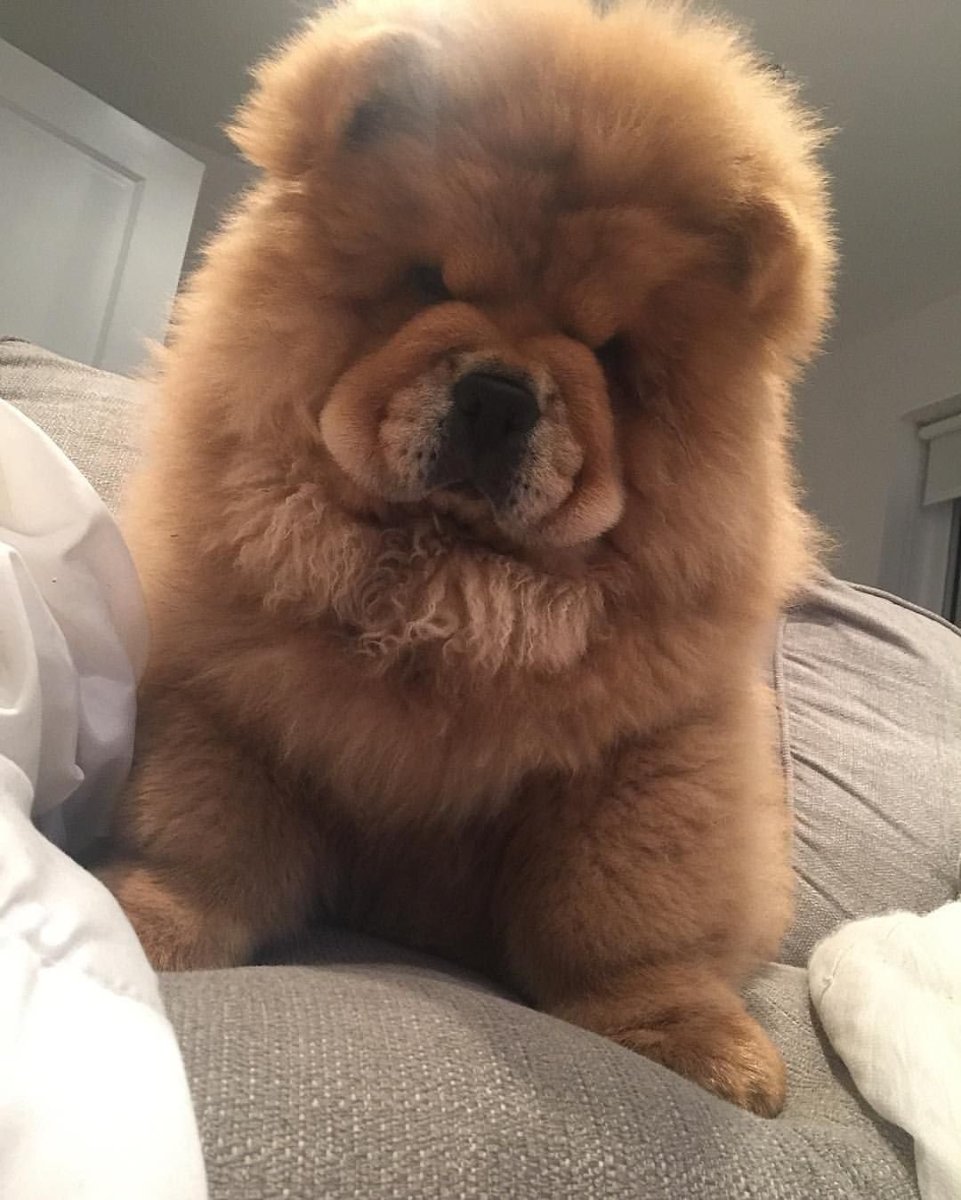 Чау-чау длинношерстный