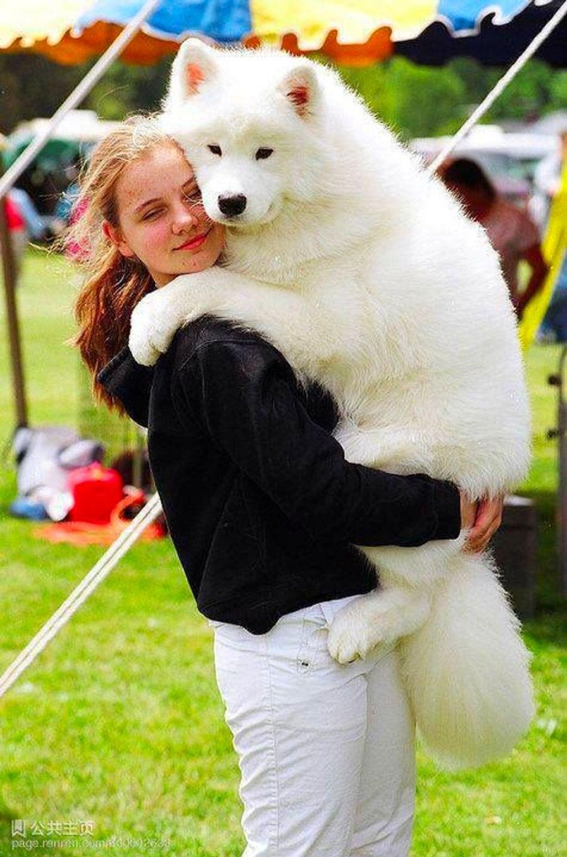 Карликовый самоед