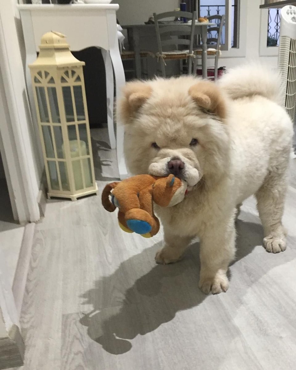 Большая пушистая собака с хозяином дома