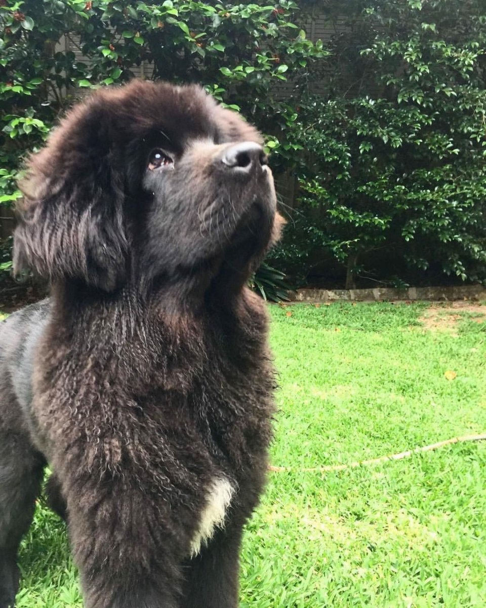 Ньюфаундленд (порода собак)