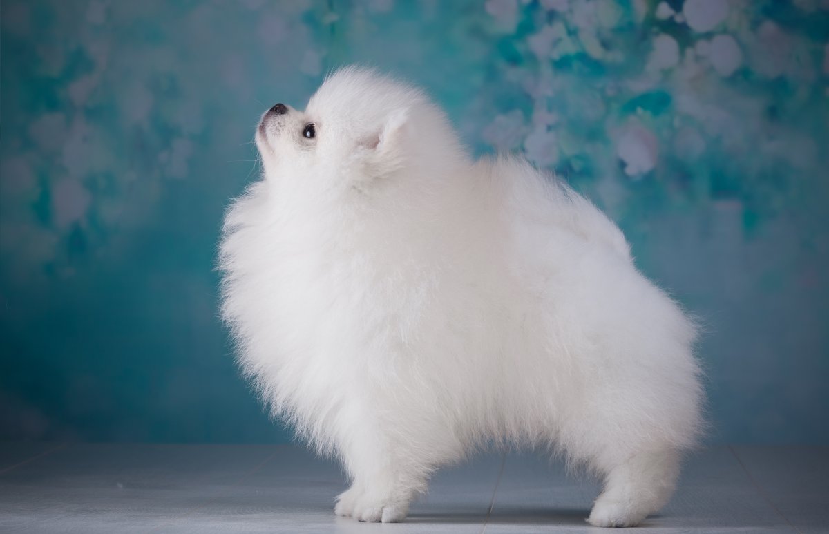 Огромная пушистая собака