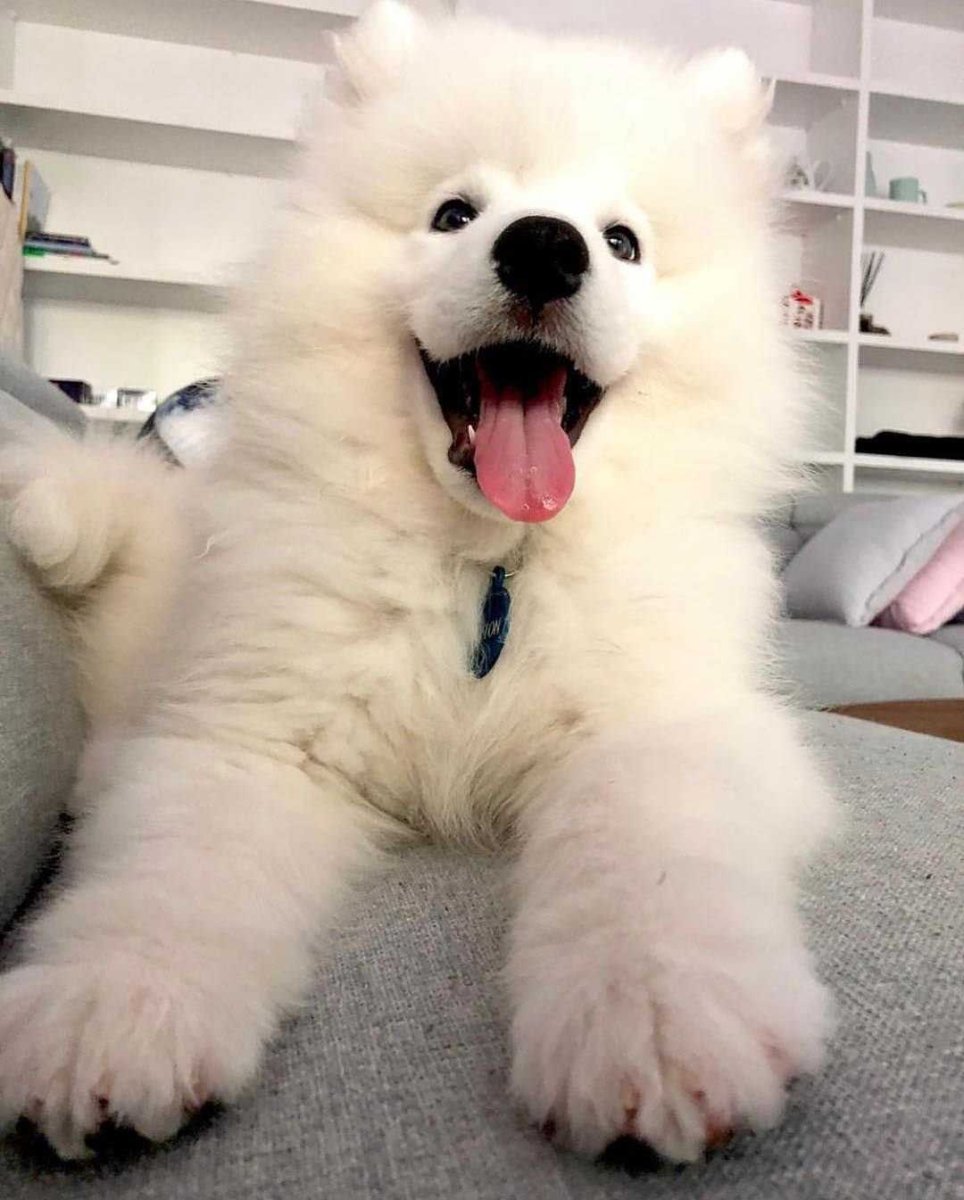 Мастиф и самоед