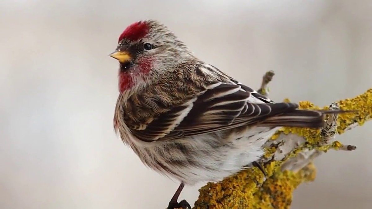 Слеток чечетки