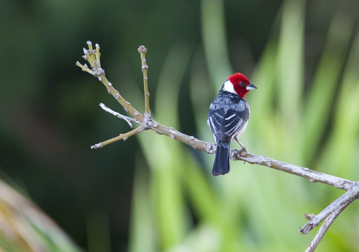Птица с красным пятном на голове