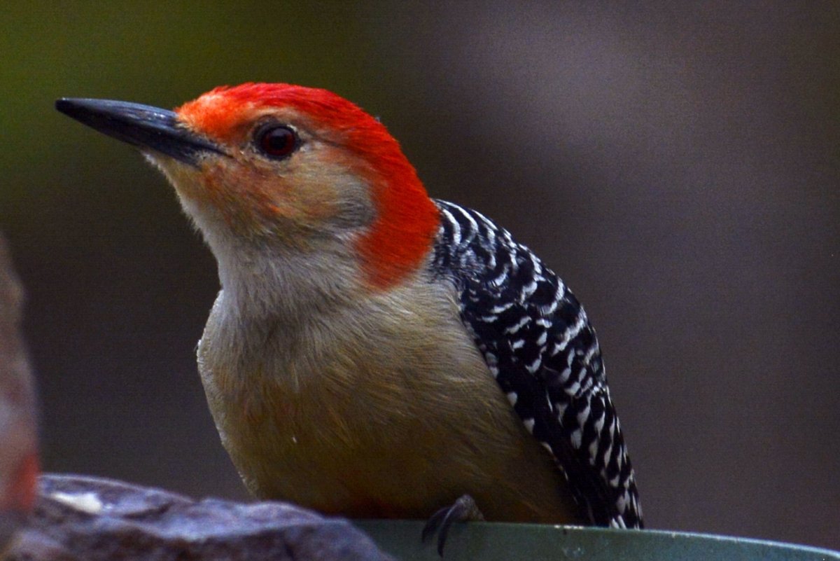 Красноголовый щегол