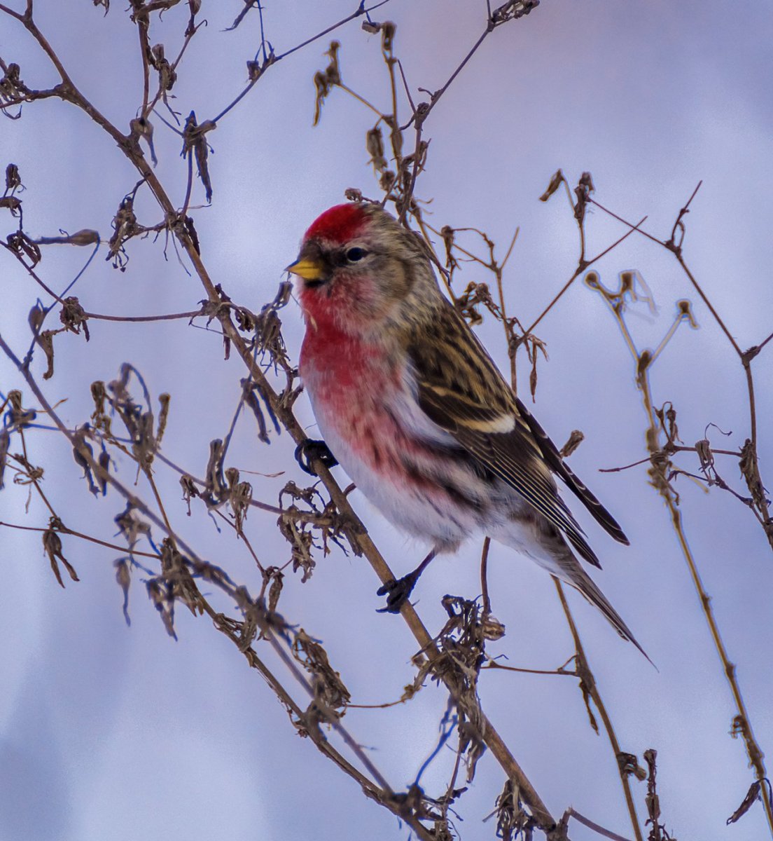 Маленькая птичка с красной головкой