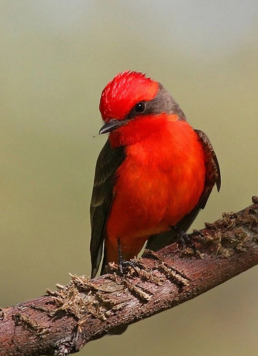 Красноголовый Дрозд