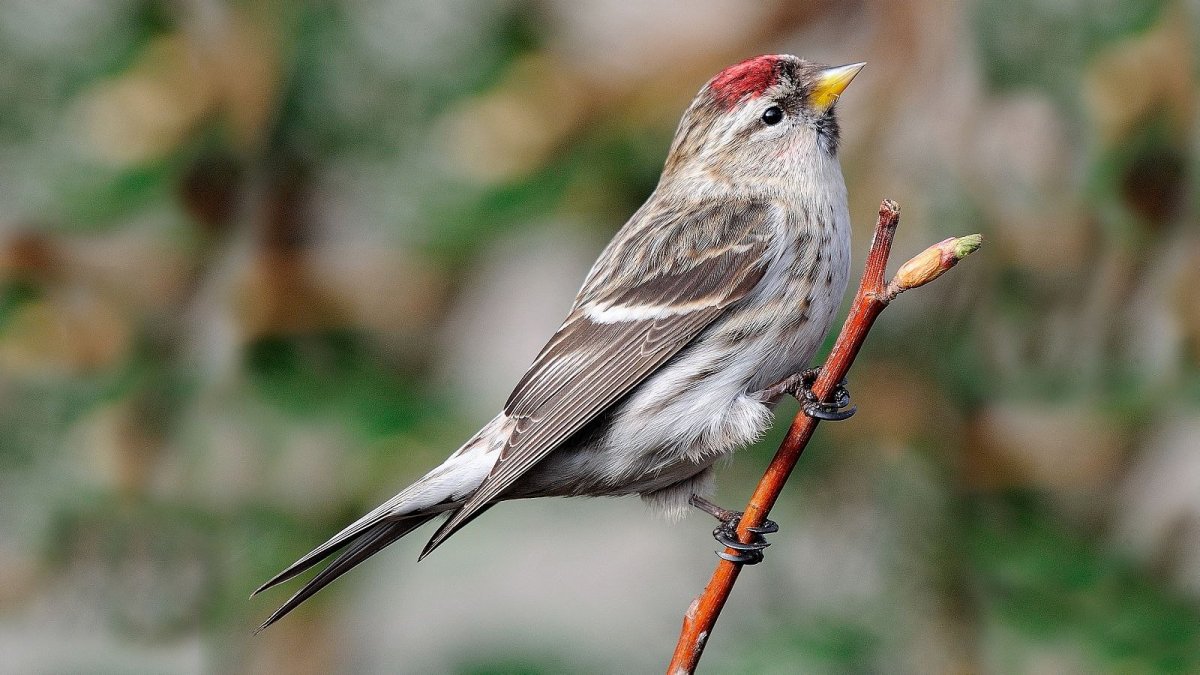 Серая птичка чечетка