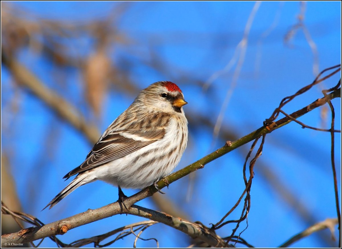 Серая птичка чечетка