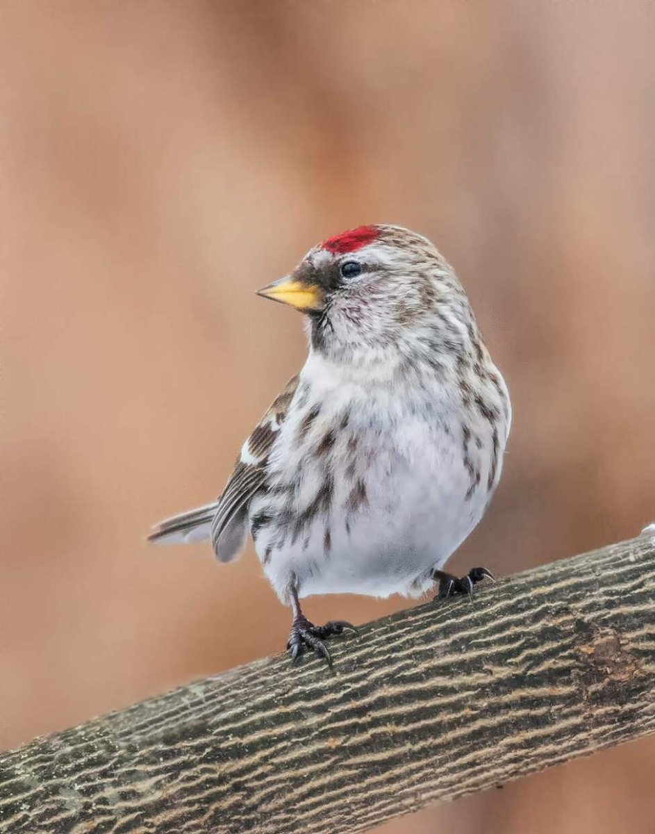 Маленькая птичка с красной головой