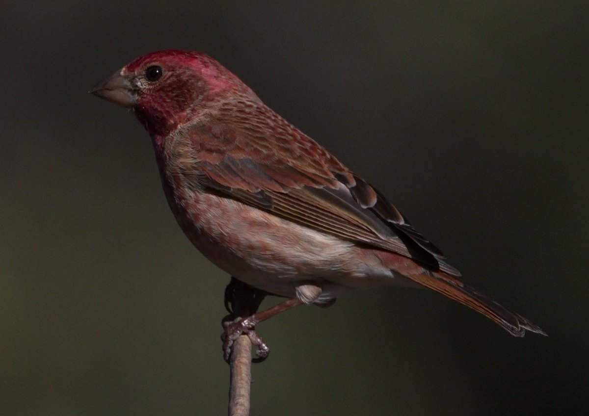 Красноголовый вьюрок