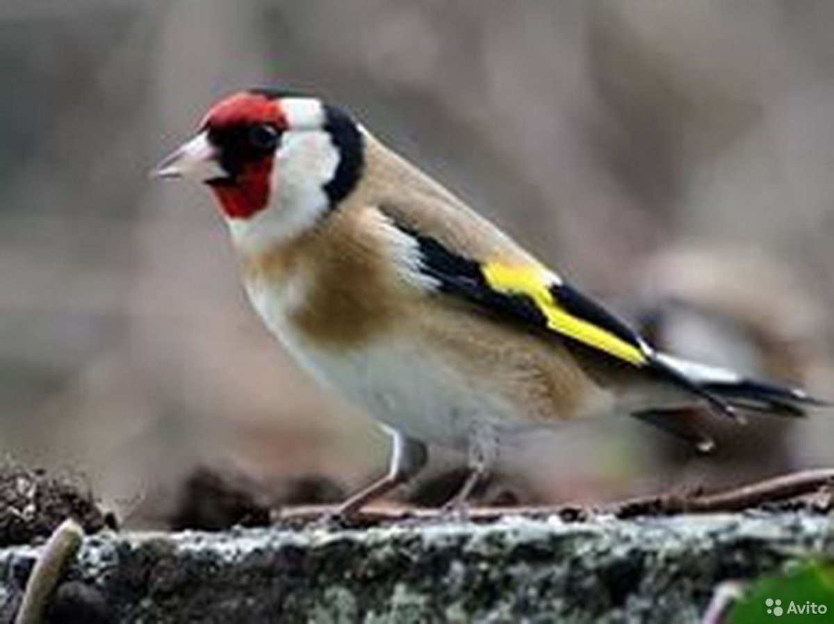 Чиж щегол Зяблик