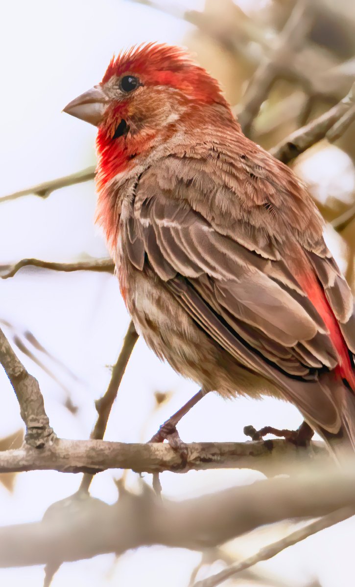 Красный Зяблик