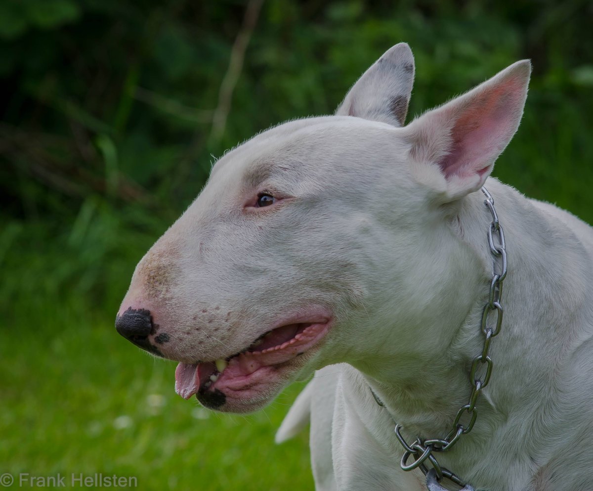 Бойцовская порода бультерьер