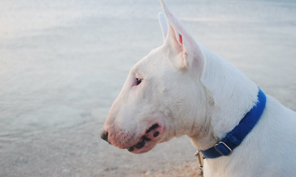 Бультерьер альбинос