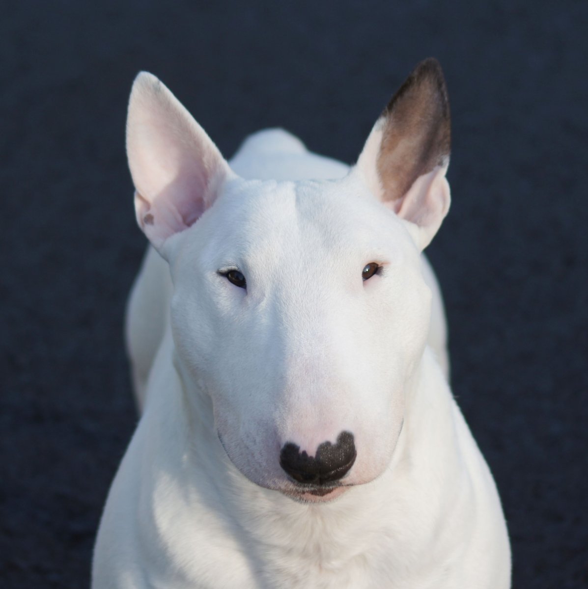 Бультерьер анфас