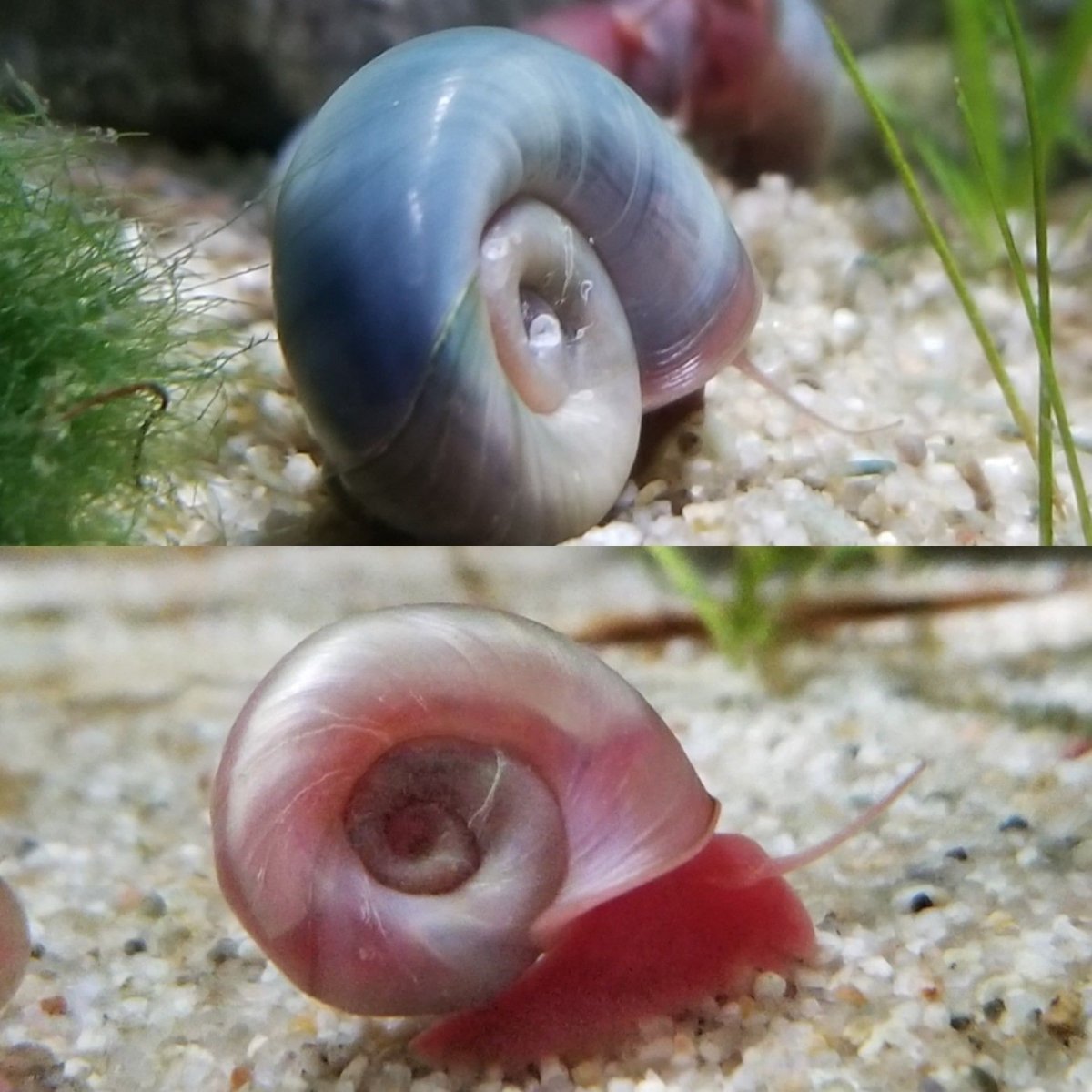 Ramshorn Snail улитка катушка