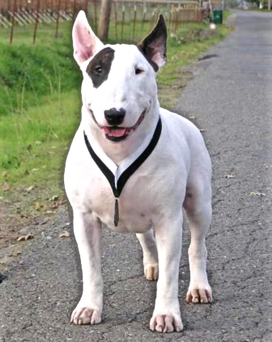 Бойцовский бультерьер щенок