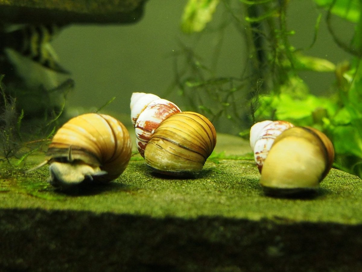 Улитка ампулярия детки