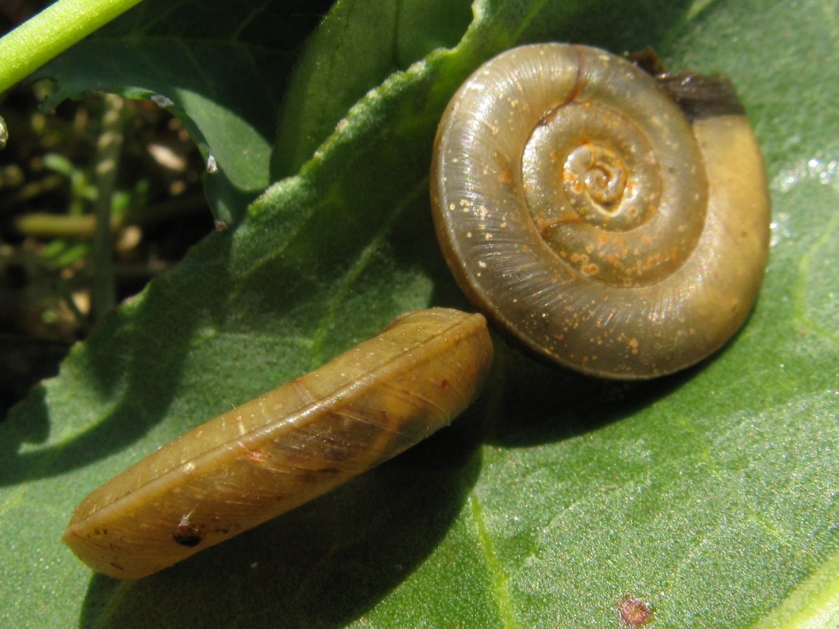 Катушка окаймленная (Planorbis Planorbis)