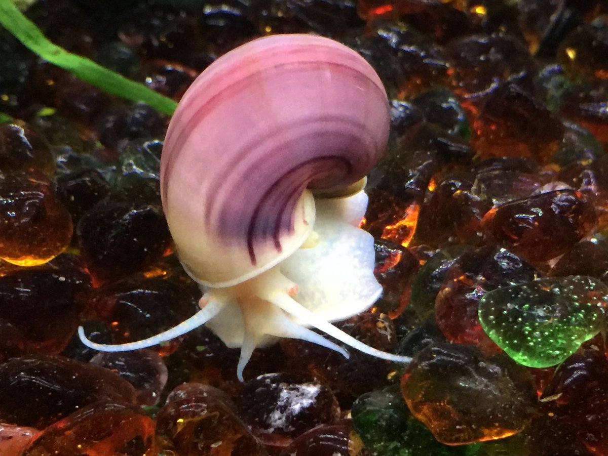 Улитка аквариумная ампулярия