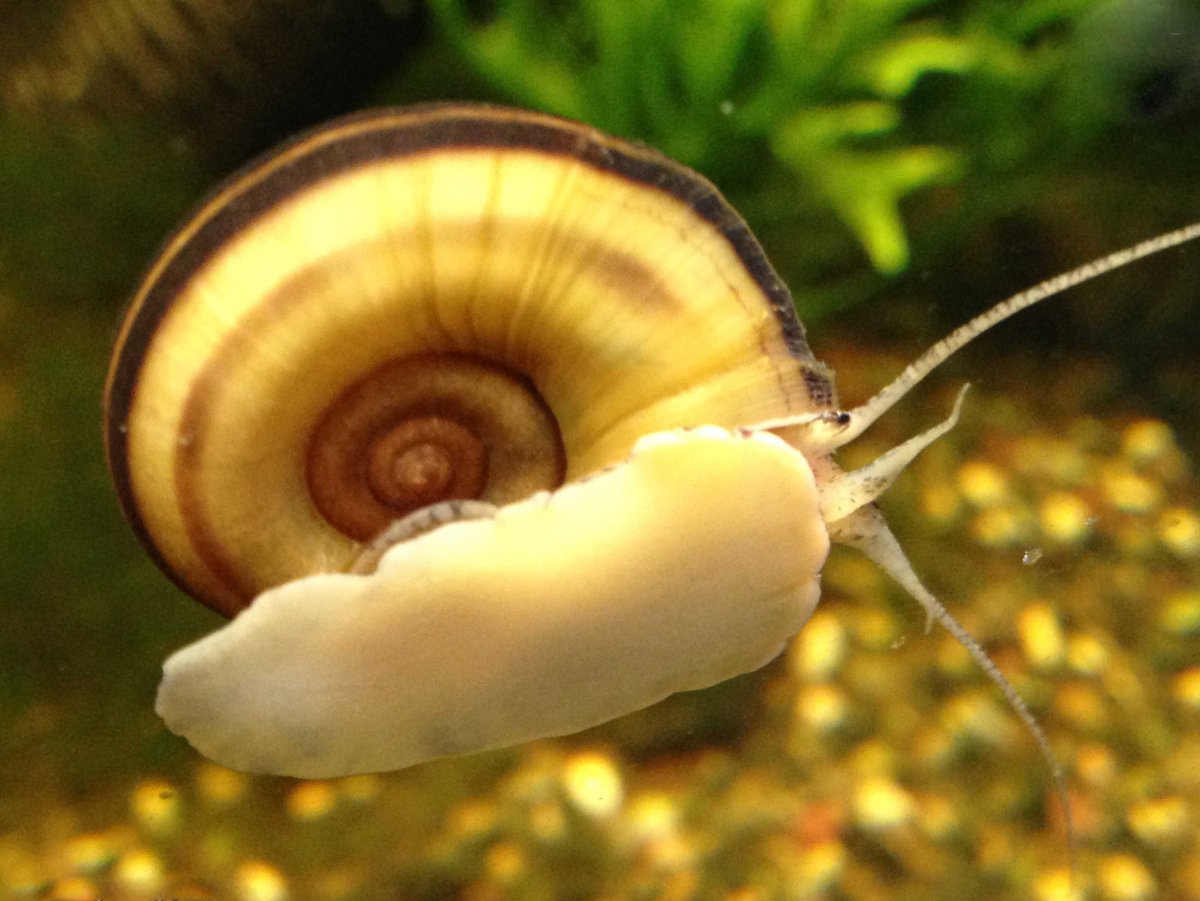 Мариза улитка самка