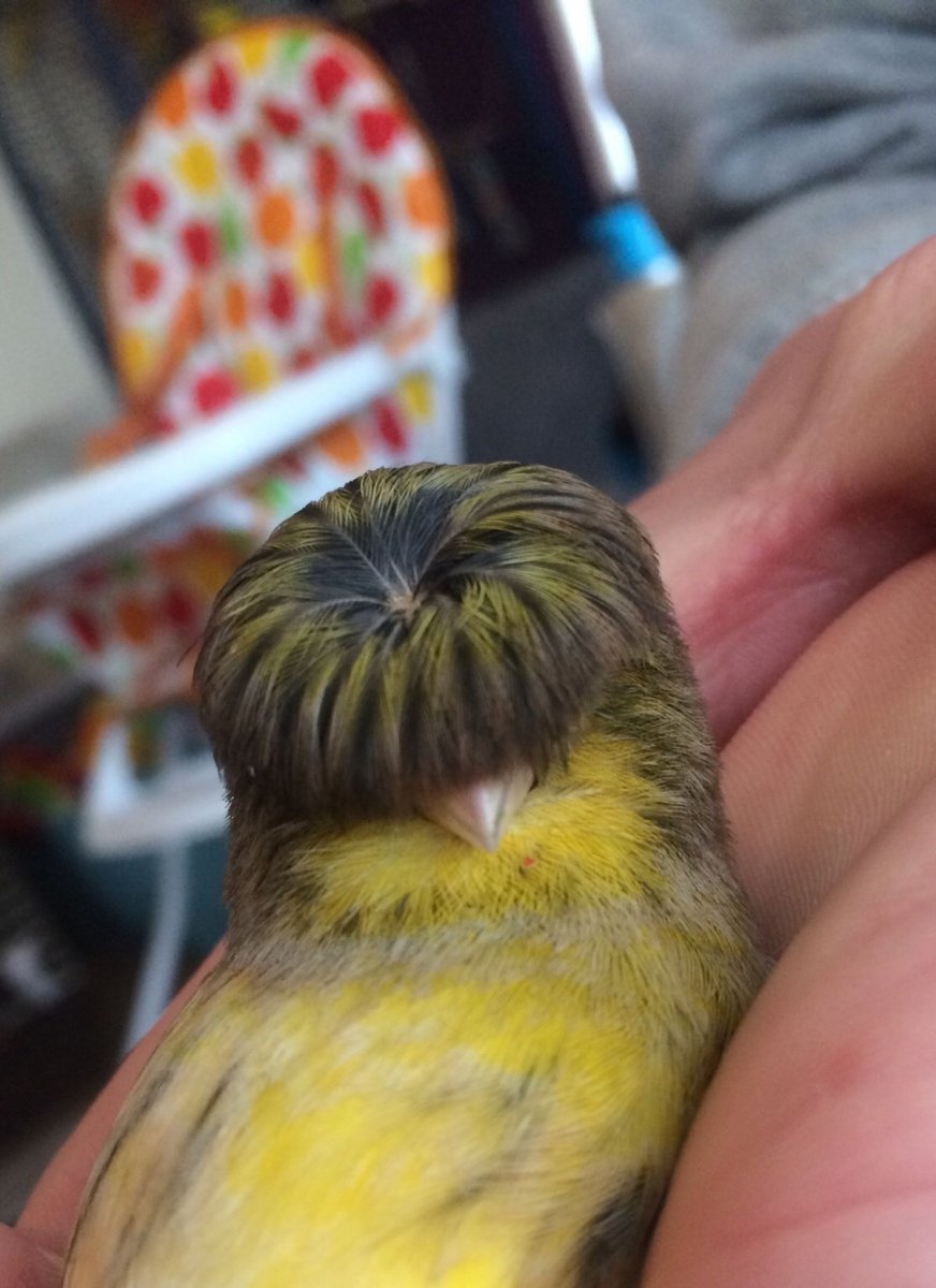 Кенар Глостер