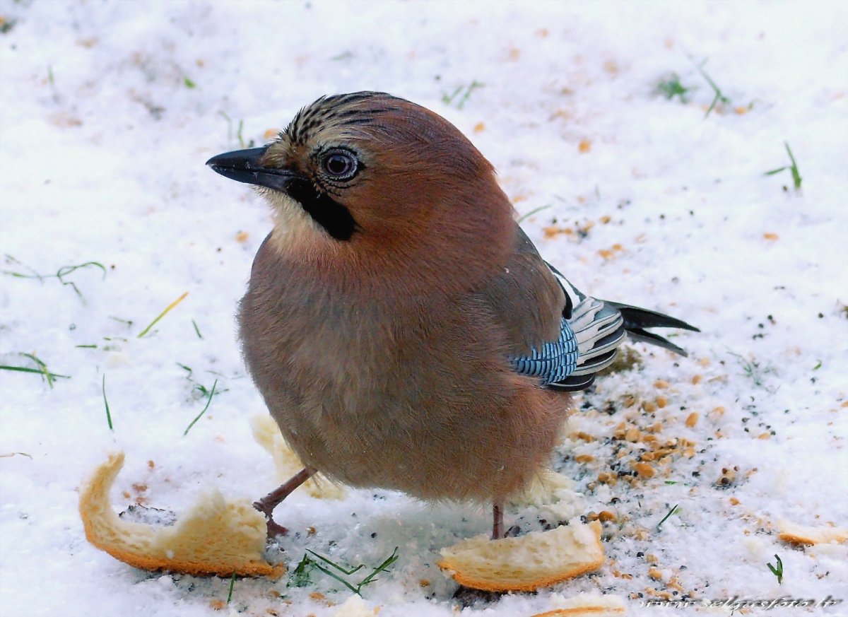 Птица с прической