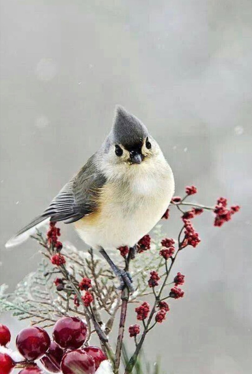 Птички зимой