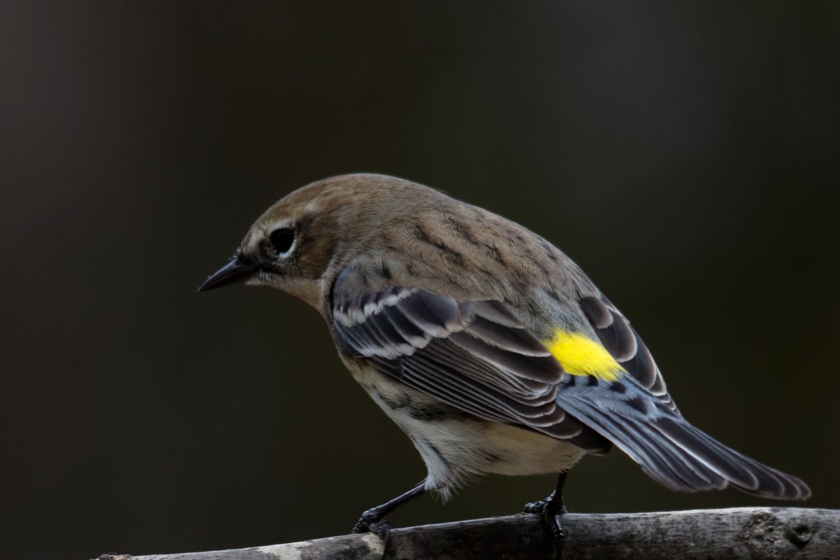 Птица Yellow Rumped Warbler