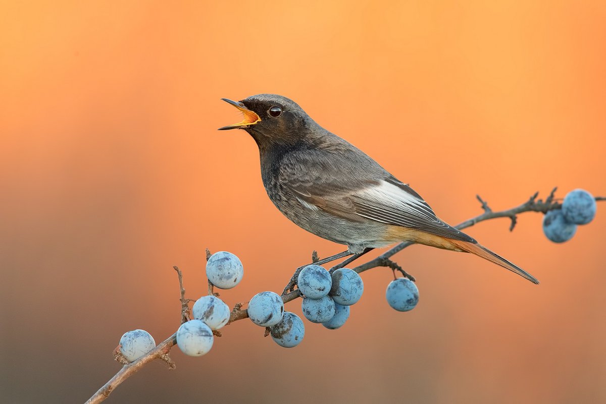 Птица ест чернику