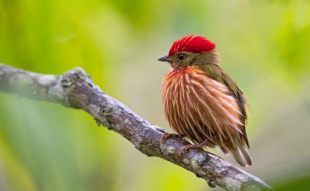 Красношапочный Корольковый Манакин